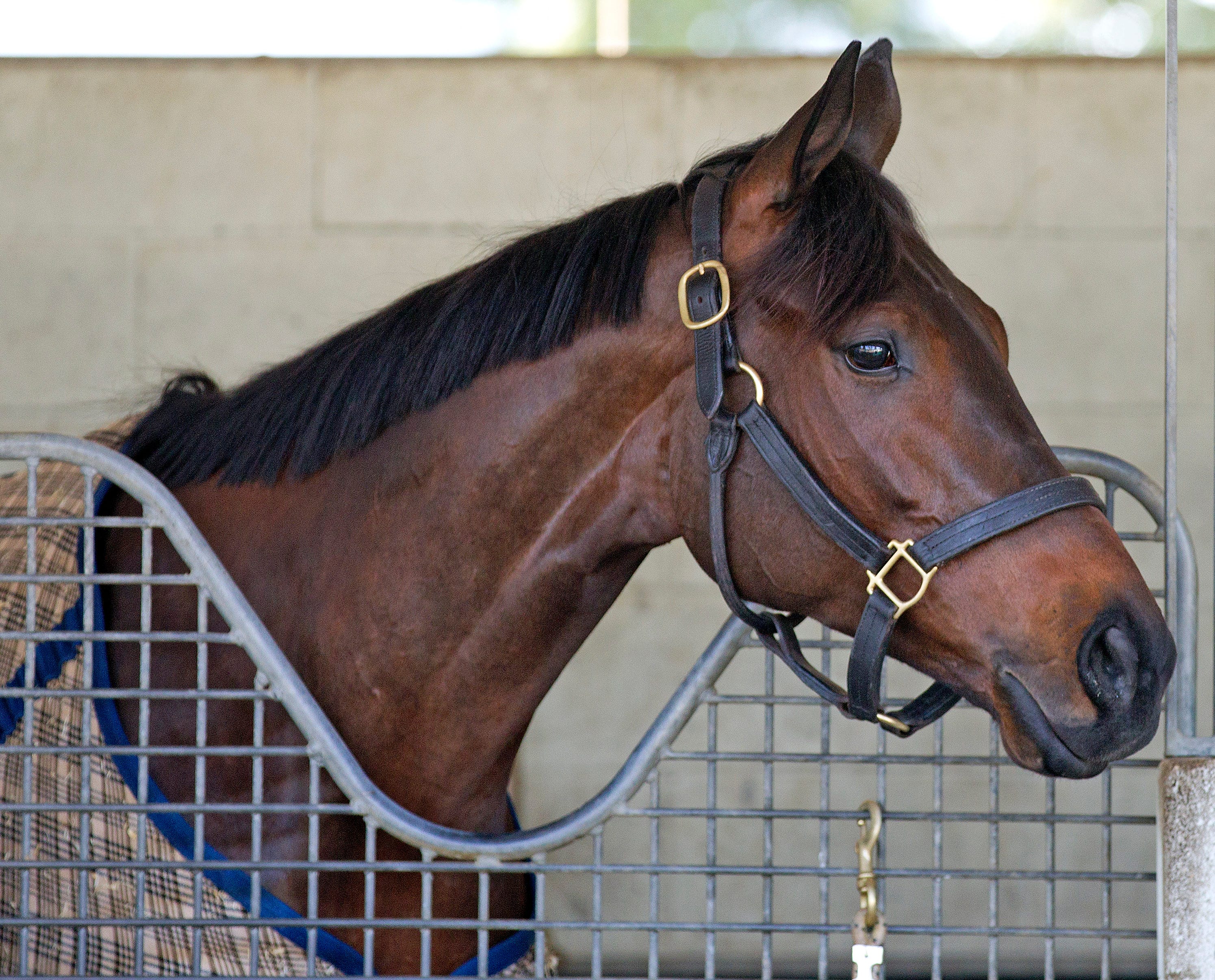 field-favored-over-uncle-mo-in-kentucky-derby-future-wager-pool-1